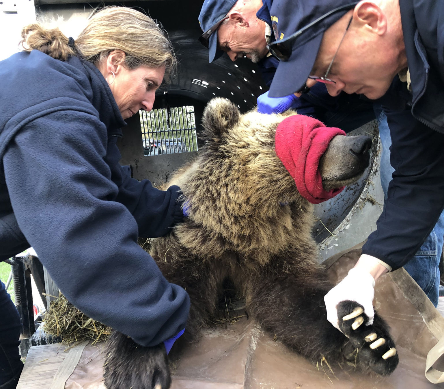 Grizzly trapped